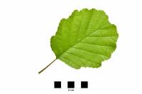 Aulne - feuille sur fond blanc (Alnus glutinosa)